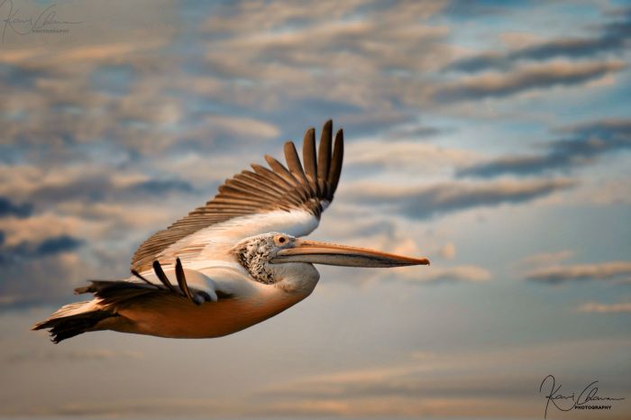 A pelican flying along a horizontal path