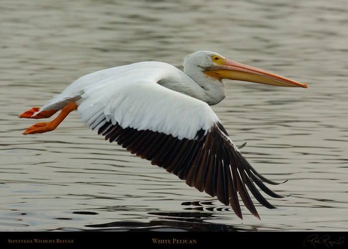 Pelican flight brown