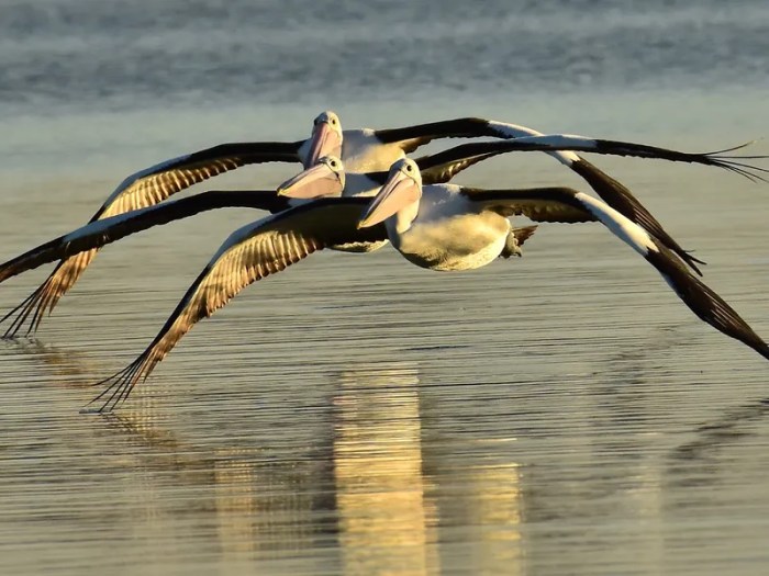 Pelican smithsonian