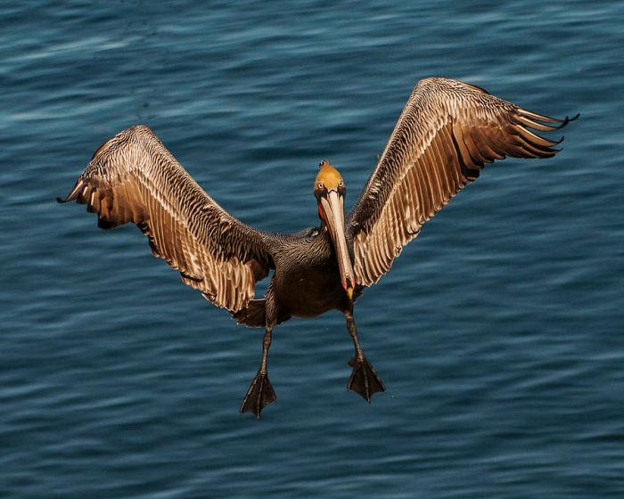 A pelican flying along a horizontal path