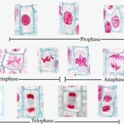 Plant growth lab mitosis answer key