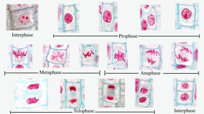 Plant growth lab mitosis answer key