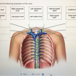 Correctly thoracic anatomical solved ent chap subm exit transcribed problem