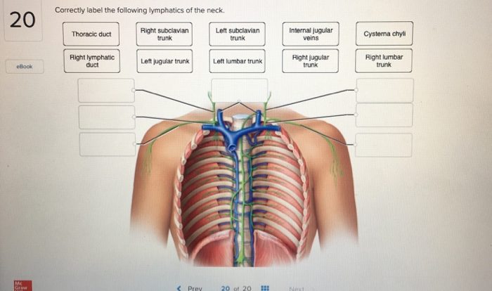 Correctly thoracic anatomical solved ent chap subm exit transcribed problem