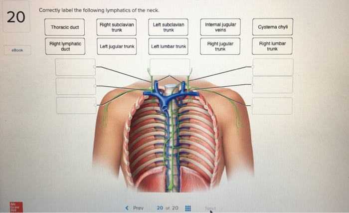 Correctly thoracic anatomical solved ent chap subm exit transcribed problem