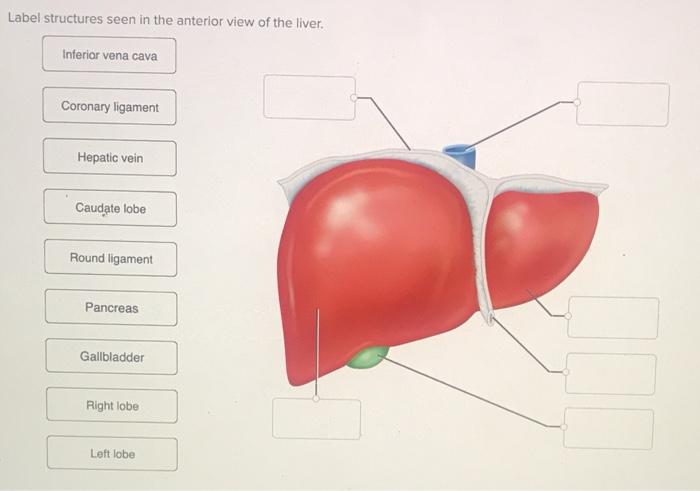 Label structures seen in the anterior view of the liver