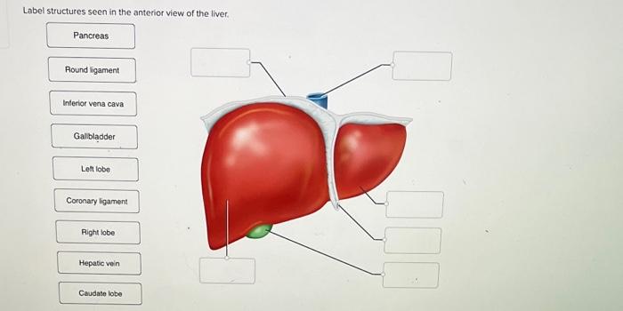 Label structures seen in the anterior view of the liver