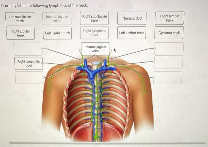 Correctly label the following lymphatics of the thoracic cavity.