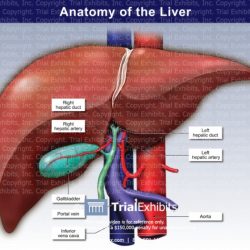 Liver leber beschriftet ligament triangular diagramm labeled labelled anatomie