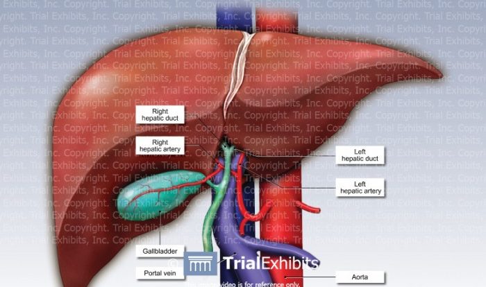 Liver leber beschriftet ligament triangular diagramm labeled labelled anatomie