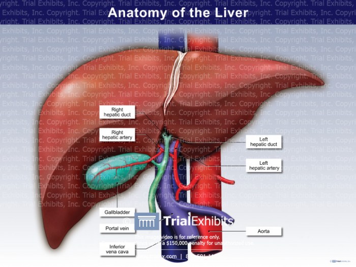 Liver leber beschriftet ligament triangular diagramm labeled labelled anatomie