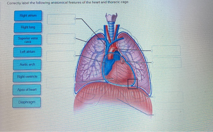 Lymph nervous lymphatics vessels thoracic lymphaticsystem duct lymphatic