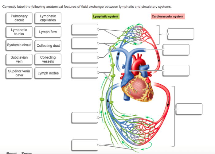 Correctly label the following lymphatics of the thoracic cavity.