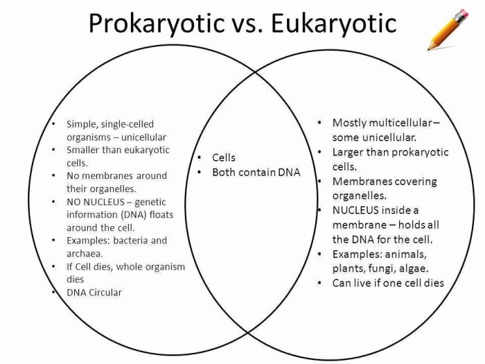 Prokaryotic and eukaryotic cells worksheet answer key pdf