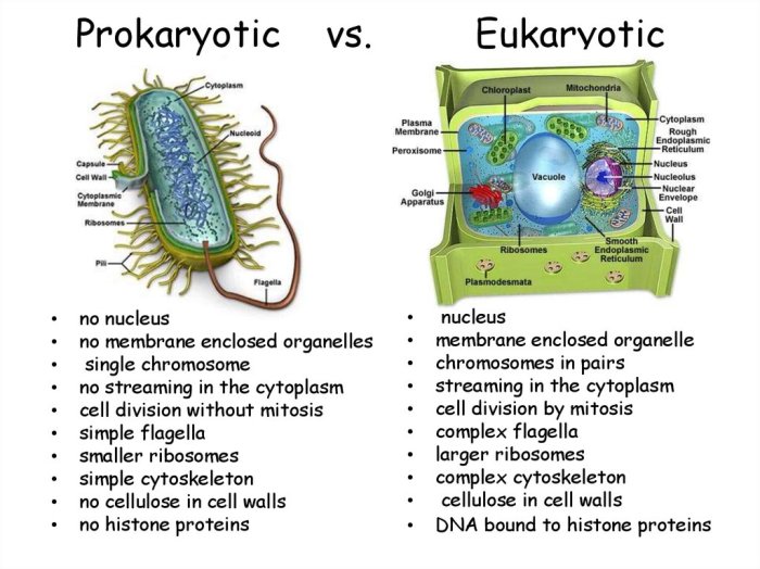 Prokaryotic and eukaryotic cells worksheet answer key pdf